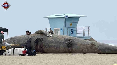 25-foot grey whale found dead at Huntington Beach.