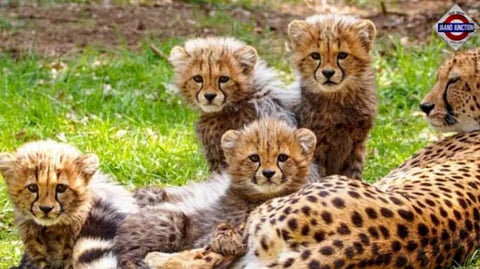 India to get 8 new Cheetahs from Botswana, first 4 to arrive in May