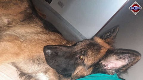 A Journey Back to Heal