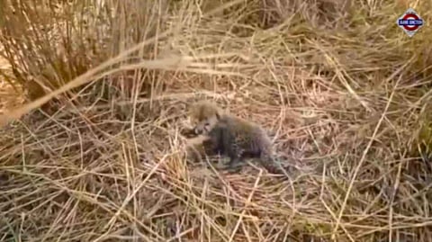 Cheetah Nirva gives birth to 5 cubs, Kuno's big cat count rises to 29