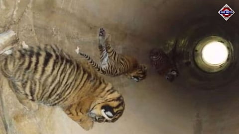 Tigress gives birth to 3 cubs in Ranthambore, forest department shares pictures