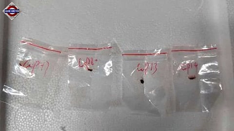 Two Chinese nationals arrested for smuggling dangerous agricultural fungus into US.