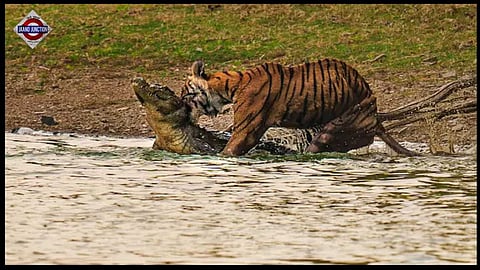 The famous tigress Arrowhead passed away on Thursday.