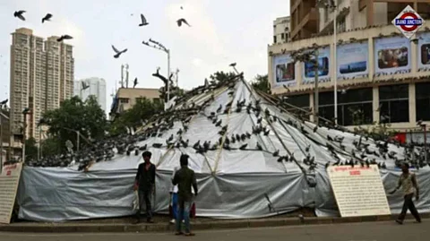 Mumbai's Pigeon Feeding Ban Sparks Protests and Political Debate