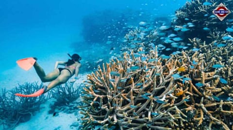 The Great Barrier Reef in Australia is dying from biggest bleaching event