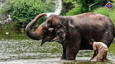 Gujarat's Vantara Supports Maharashtra's Bid for Elephant Madhuri's Homecoming