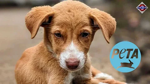 After Supreme Court's Big Order On Stray Dogs, PETA Calls it "unscientific" and ineffective