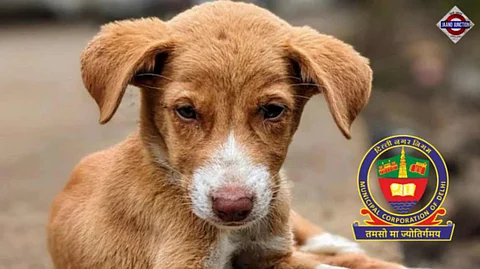 No shelter, can sterilise only 2,500 dogs: Delhi Municipal Corporation after top court order