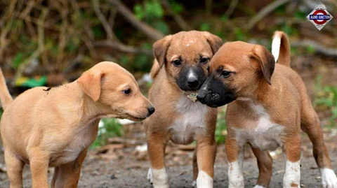 Shelter For Sick Dogs, Sterilisation Centres: Delhi Mayor Outlines Phase-Wise Plan After SC Stray Dogs Order