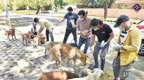 No feeding stray dogs in public: 5 big points from Supreme Court order