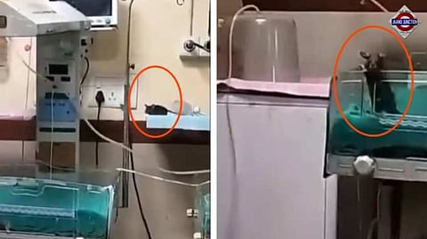Newborn dies two days after rats bite infants at Government hospital in Indore