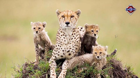 India To Get More Cheetahs By Year-End From Kenya, Namibia Or Botswana, top government sources