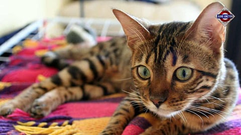 Lucknow mandates licence for pet cats, Rs 1,000 fine for noncompliance