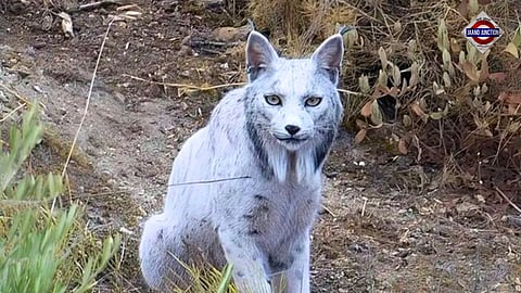 World's first-ever white Iberian Lynx spotted in Spain