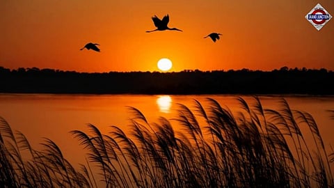 Kochi is becoming an upcoming travel destionation for birdwatching