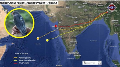 5,000 km without a break: Two Amur Falcons complete non-stop flight to Somalia