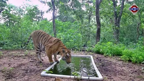 Tiger returns to Gujarat after 32 years, 5-year-old makes local forest home