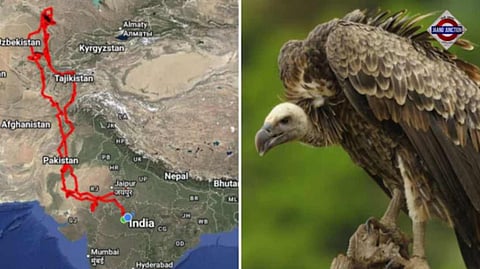 Injured vulture flies 15,000 km, completes epic India-Kazakhstan-India journey