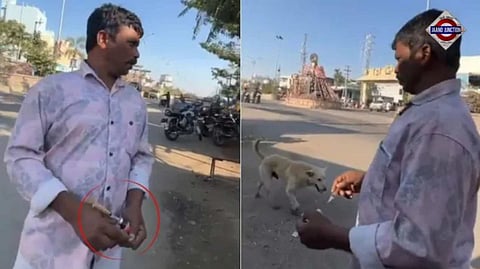 On Camera, Stray Dog Given Lethal Injection In Telangana. 500 Were Killed