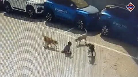 Street dogs attack 5-year-old in Hyderabad; 100 canines poisoned to death in city