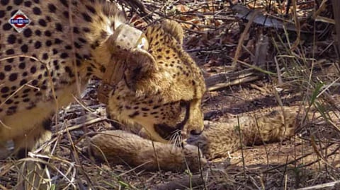 'Proud Second-Time Mother': Namibian Cheetah 'Aasha' Gives Birth To 5 Cubs At MP's Kuno National Park