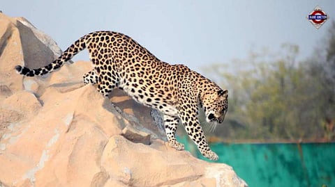 Maharashtra to send 50 leopards to Reliance Foundation's Vantara facility in Gujarat