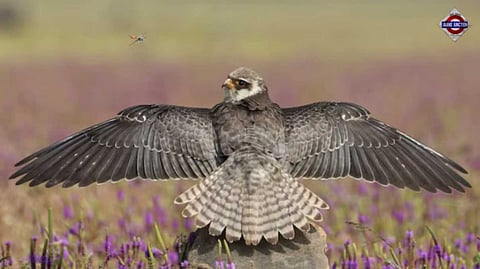 This bird flew 13,000 km without stopping for 11 days from Alaska to Australia