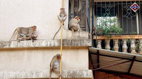 Arrow Pierces Monkey's Neck In Maharashtra, 2nd Attack In 4 Days