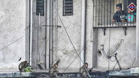 Capture a monkey, earn Rs 600: Maharashtra scheme to curb human-wildlife conflict