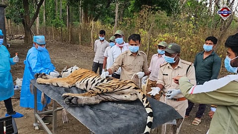 5 Tigers Dead In 9 Days At Madhya Pradesh's Kanha, Deadly Virus Suspected