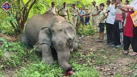 Alleged poaching of elephant in Sonapur Forest Range