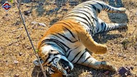 Two young tigers poisoned, paws chopped off