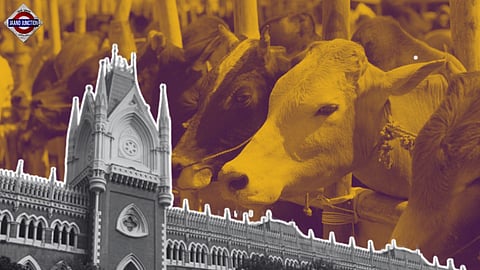 Calcutta HC: Cow sacrifice not essential to Eid