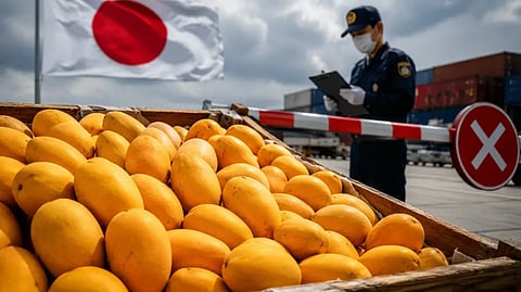 Japan Bans Indian Mangoes After 20 Years. Food Officials Found This