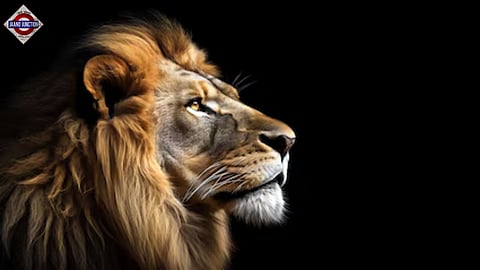 12-Year-Old Boy Attacked by Lion.