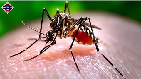 Florida Faces Biggest Dengue Outbreak in Decades in Continental US