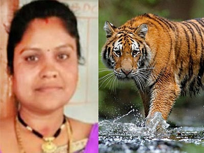 புலி தாக்கி பெண் வனக்காவலர் பலி: மகாராஷ்டிராவில் பயங்கர சம்பவம்!