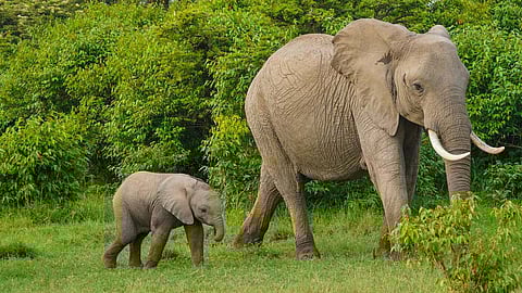 வாழ வைப்போம் இயற்கையை!