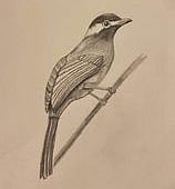 சுதந்திரப் பறவை!