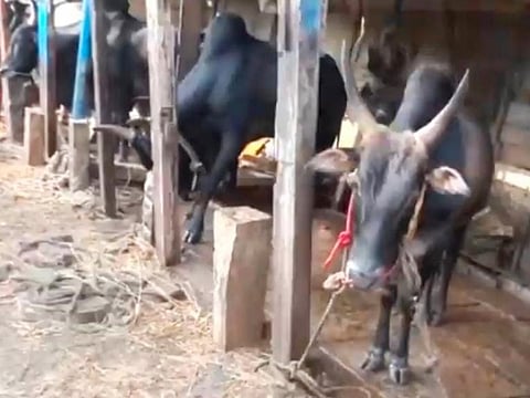 தமிழனின் வீர விளையாட்டுகள்!