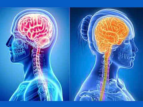 பெண்களின் மூளை சிறியதாக இருப்பது ஏன்?