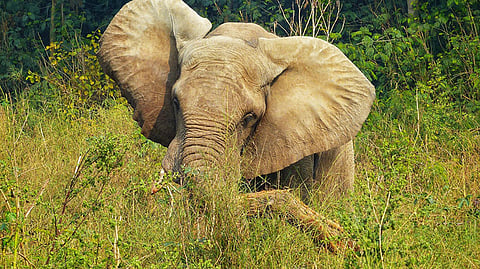 எங்க ஊர் யானையை திருப்பிக் கொடுத்திடுங்க…