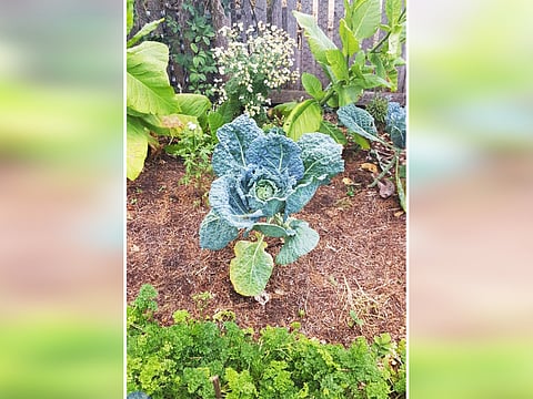 கிரீன் ரோஸ் பாருங்க!