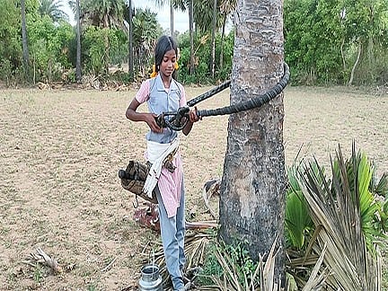 தந்தைக்கு உதவியாக பனையேறும் பள்ளி மாணவி!