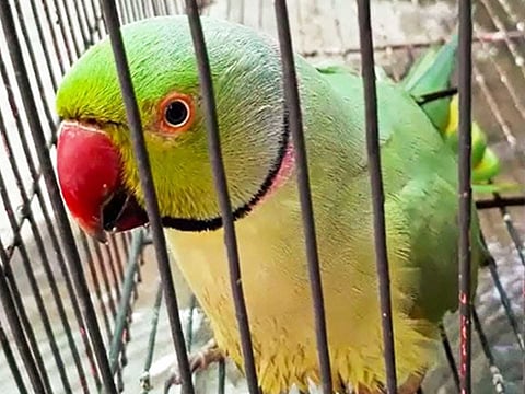 வீட்டில் கிளி வளர்க்க ஆசையா? நீலகிரி போகாதீங்க!