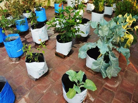 மாடித் தோட்டம்  பராமரிப்பு! வாசகீஸ் FB  பகிர்வு!