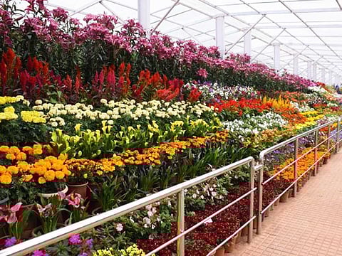 சென்னையில் மலர்க் கண்காட்சி: நாளை தொடக்கம்!