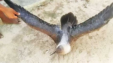 அண்டார்டிக்காவிலிருந்து 5000  கி.மீ., பறந்து வந்த பறவை