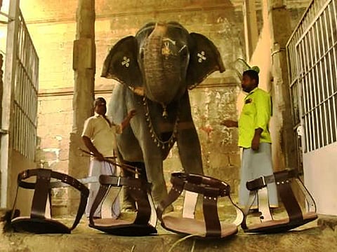 கோயில் யானை வருகுது…