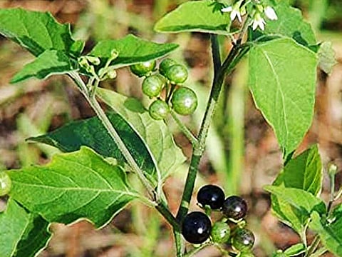 அங்கிங்கெனாதபடி எங்கும் மணத்தக்காளி!